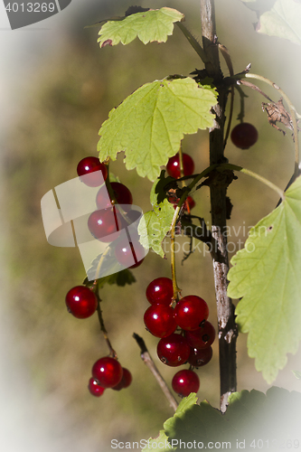 Image of red currants