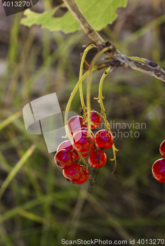 Image of red currants