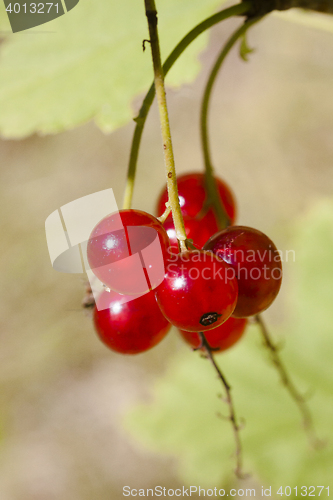 Image of red currants