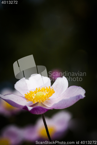 Image of chinese anemones