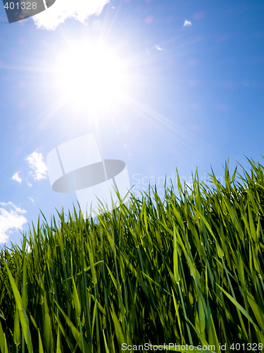 Image of Green wheat field