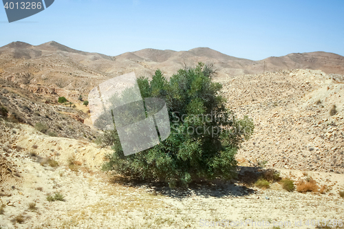 Image of Bush in Sahara desert