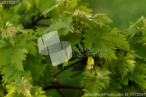 Image of Grape leaves