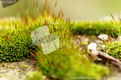 Image of Green moss