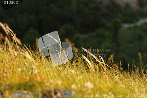 Image of Green grass