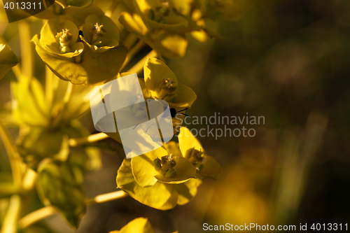 Image of Green plant