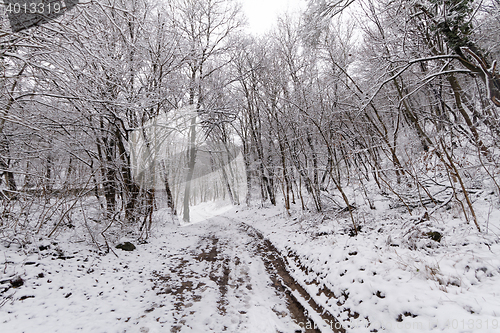 Image of Frozen forest