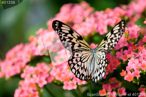 Image of Butterfly