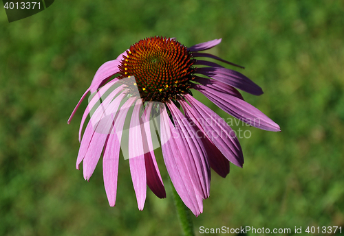 Image of Purple coneflower