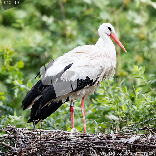 Image of Two adult storks