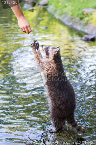 Image of Racoon begging for food