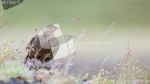 Image of Rock ptarmigan (Lagopus mutus), female