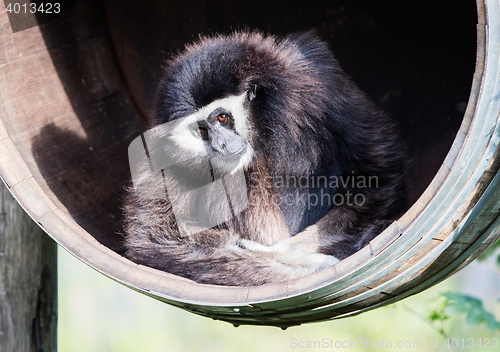 Image of White handed gibbon sitting in a barrel