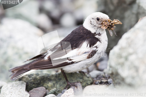 Image of Snow Bunting, Plectrophenax nivalis in breeding plumage, Iceland