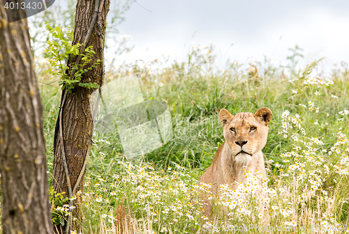 Image of Single female lion