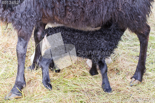 Image of Little newborn lamb drinking