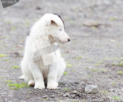 Image of Border Collie puppy on a farm