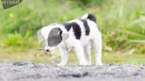 Image of Border Collie puppy on a farm, playing with a small stick