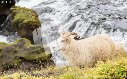 Image of Icelandic sheep in meadow