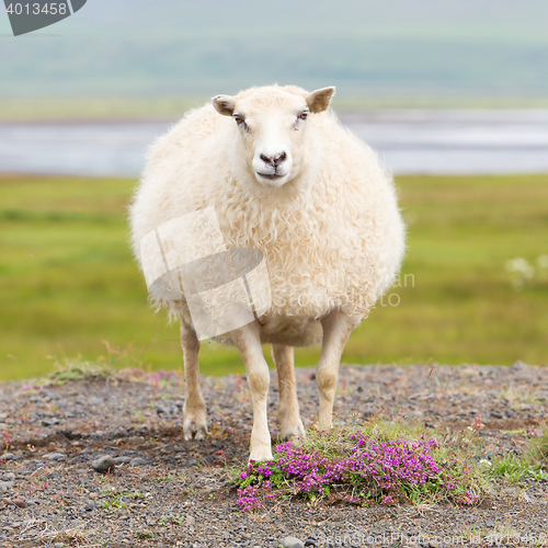 Image of Single Icelandic sheep