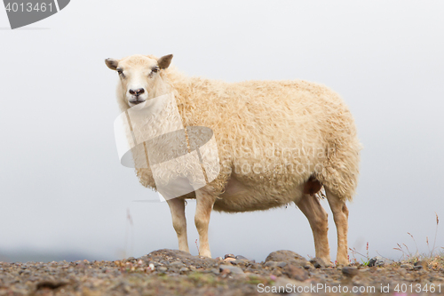 Image of Single Icelandic sheep