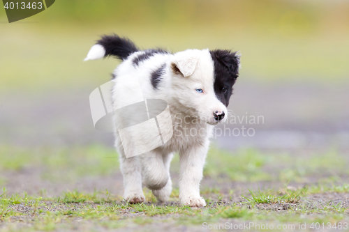 Image of Border Collie puppy on a farm