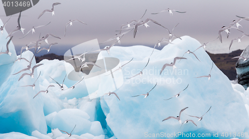 Image of Birdlife in Jokulsarlon, a large glacial lake in Iceland