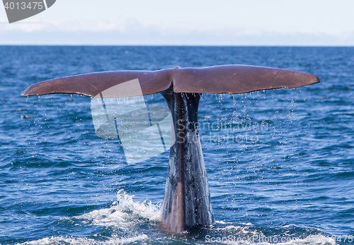 Image of Tail of a Sperm Whale diving