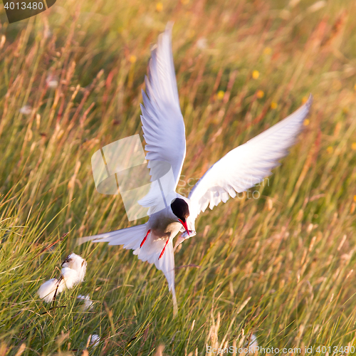 Image of Arctic tern with a fish - Warm evening sun