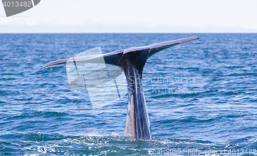 Image of Tail of a Sperm Whale diving