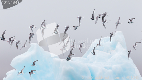 Image of Birdlife in Jokulsarlon, a large glacial lake in Iceland