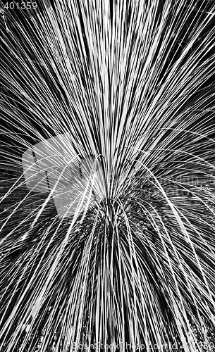 Image of Pampas Grass Abstract