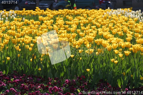 Image of Tulips in full bloom