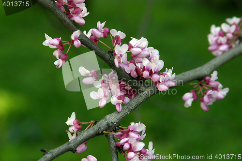 Image of Close up of fruit flowers in the earliest springtime