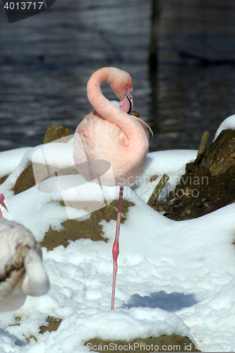 Image of Pink Flamingo