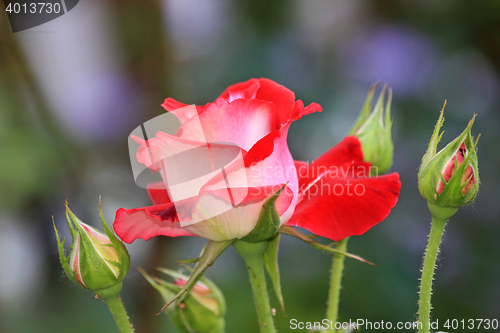 Image of 
