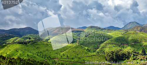 Image of Panorama of tea plantations