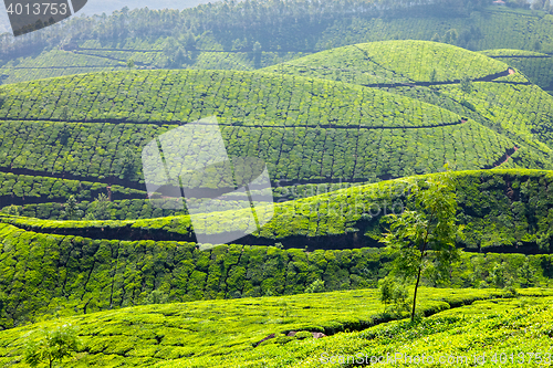 Image of Tea plantations in Kerala, India