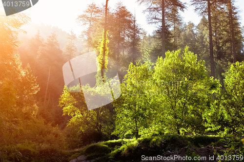 Image of Morning forest with sunrays