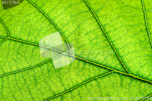 Image of Green leaf close up