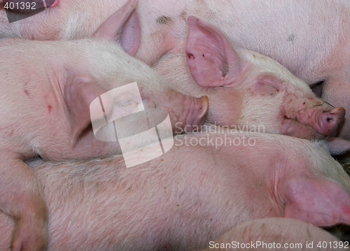 Image of piglet pile