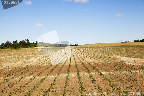 Image of cracked earth in the field