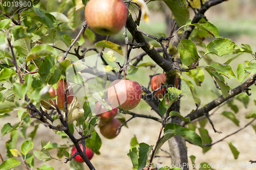 Image of Apple on a branch