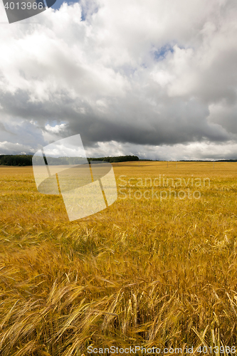 Image of ripe yellow cereals