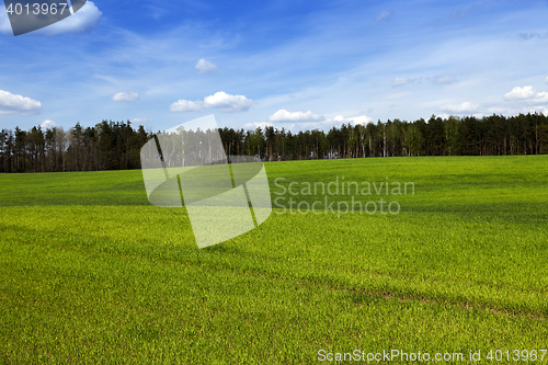 Image of Agriculture. cereals. Spring