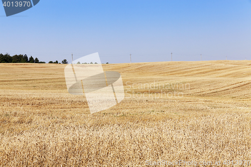 Image of collection of rye crops