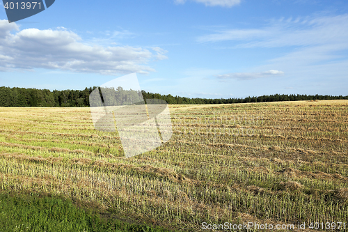 Image of harvesting of rape