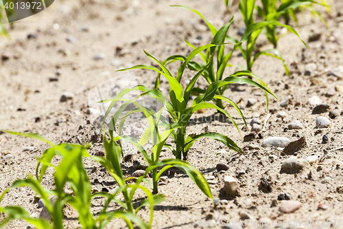 Image of close up of corn