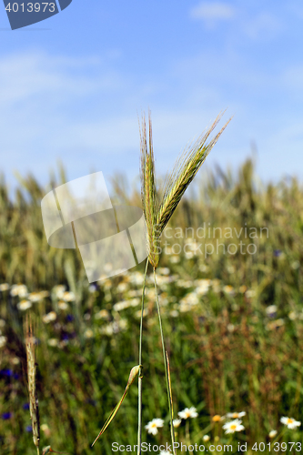 Image of immature cereals , field