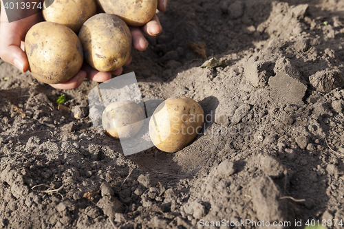 Image of Potatoes in hand